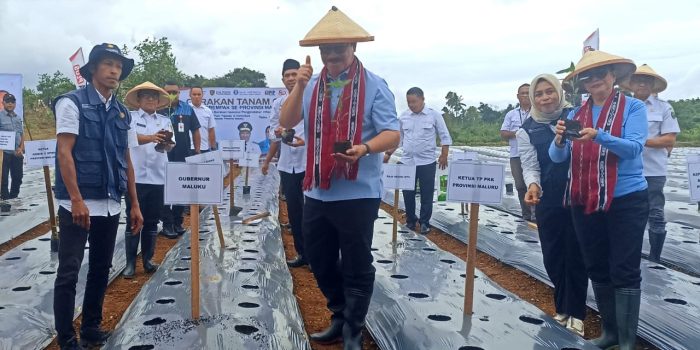 Gubernur Pimpin Gerakan Tanam 100 Ribu Anakan Cabai Serempak Untuk Maluku Tahan Pangan & Tekan Inflasi