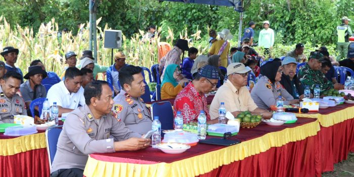 Polres Buru Sukses Panen Raya Jagung di Desa Waitina, Kapolri dan Kapolda Maluku Ikut Secara Daring