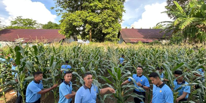 Lanud Pattimura Panen Jagung Perdana, Optimalkan Lahan untuk Kemandirian Pangan