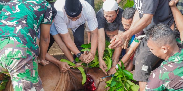Bikin Geeleng-geleng Kepala, Jumlah Hewan Qurban Kodam Pattimura Tembus 78 Ekor.